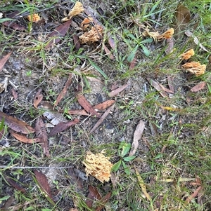 Ramaria sp. (genus) at suppressed - suppressed
