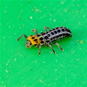 Monophlebulus sp. (genus) at Curtin, ACT - Today by SMOT