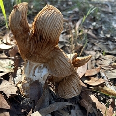Unverified Fungus by LisaH