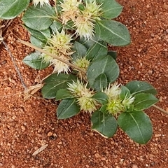 Unverified Other Wildflower or Herb at Petermann, NT - 18 Apr 2025 by trevorpreston