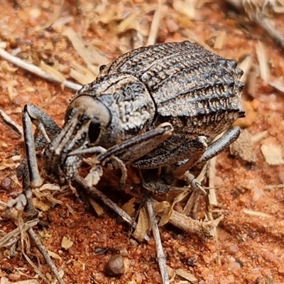 Leptopius sp. (genus) at Petermann, NT - Yesterday by trevorpreston