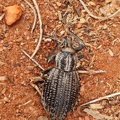 Leptopius sp. (genus) at Petermann, NT - 18 Apr 2025 10:23 AM