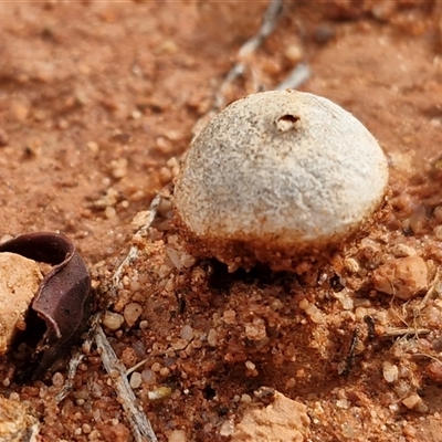 Tulostoma at Petermann, NT - Yesterday by trevorpreston