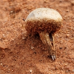 Tulostoma at Petermann, NT - 18 Apr 2025 10:05 AM