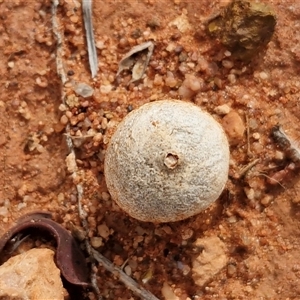 Tulostoma at Petermann, NT - 18 Apr 2025 10:05 AM