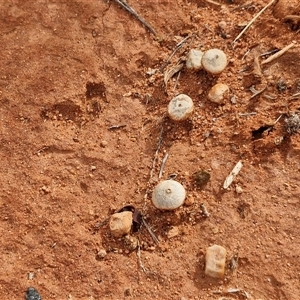 Tulostoma at Petermann, NT - 18 Apr 2025 10:05 AM