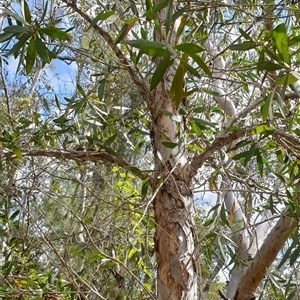 Unverified Other Tree by MazzV