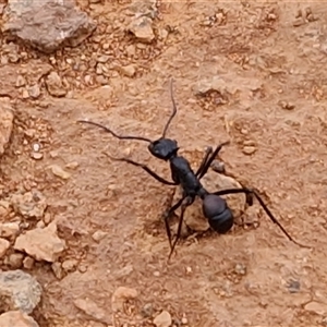 Rhytidoponera sp. (genus) at Petermann, NT - 18 Apr 2025 09:50 AM