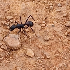 Rhytidoponera sp. (genus) at Petermann, NT - 18 Apr 2025 09:50 AM