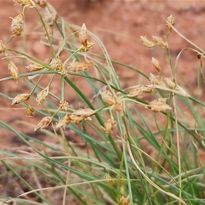Fimbristylis dichotoma at Petermann, NT - 18 Apr 2025 by trevorpreston