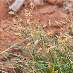 Fimbristylis dichotoma at Petermann, NT - 18 Apr 2025 09:45 AM