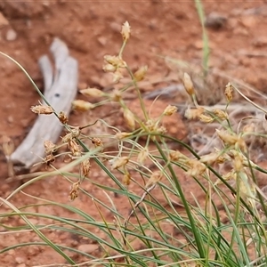 Fimbristylis dichotoma at Petermann, NT - 18 Apr 2025 09:45 AM