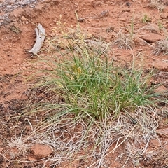Fimbristylis dichotoma at Petermann, NT - 18 Apr 2025 09:45 AM