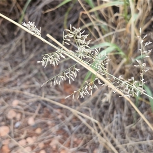 Unverified Grass at Petermann, NT - Today by trevorpreston