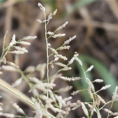 Eragrostis minor at Petermann, NT - 18 Apr 2025 09:40 AM
