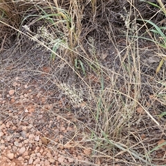 Eragrostis minor at Petermann, NT - 18 Apr 2025 09:40 AM