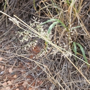 Eragrostis minor at Petermann, NT - 18 Apr 2025 09:40 AM