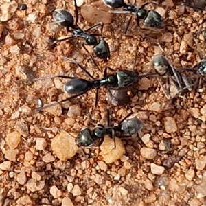 Unverified Ant (Hymenoptera, Formicidae) at Petermann, NT - Today by trevorpreston
