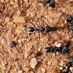 Iridomyrmex sp. (genus) at Petermann, NT - 18 Apr 2025 09:33 AM