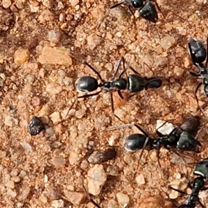 Iridomyrmex sp. (genus) at Petermann, NT - 18 Apr 2025 09:33 AM
