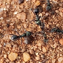 Iridomyrmex sp. (genus) at Petermann, NT - 18 Apr 2025 09:33 AM