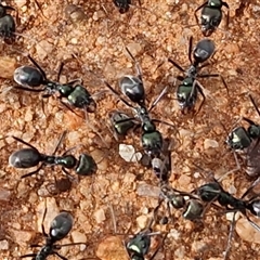 Iridomyrmex sp. (genus) at Petermann, NT - 18 Apr 2025 09:33 AM