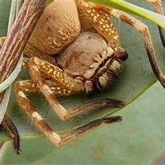 Neosparassus sp. (genus) (Badge huntsman) at Petermann, NT - 18 Apr 2025 by trevorpreston