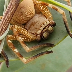 Unverified Huntsman spider (Sparassidae) at Petermann, NT - Today by trevorpreston