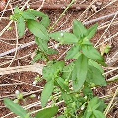 Oldenlandia corymbosa at Petermann, NT - 18 Apr 2025 09:11 AM