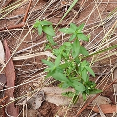 Oldenlandia corymbosa at Petermann, NT - 18 Apr 2025 09:11 AM