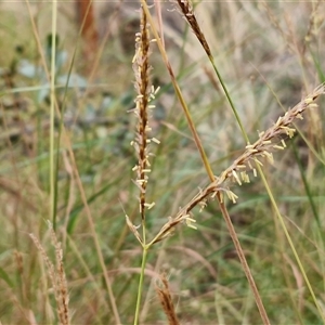 Unverified Grass at Petermann, NT - Today by trevorpreston