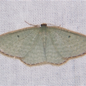 Poecilasthena balioloma at Bolivia, NSW - suppressed