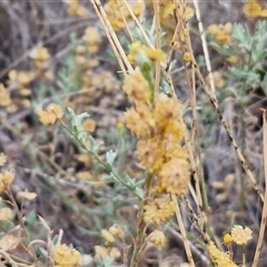 Chrysocephalum apiculatum at Petermann, NT - 18 Apr 2025 08:52 AM