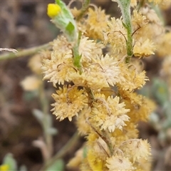 Chrysocephalum apiculatum at Petermann, NT - 18 Apr 2025 08:52 AM
