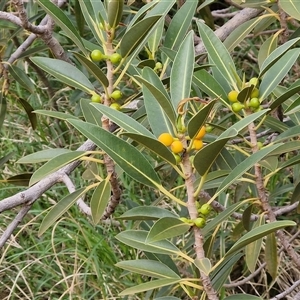 Ficus platypoda at Petermann, NT - 18 Apr 2025 08:50 AM