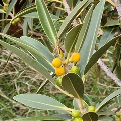 Ficus platypoda at Petermann, NT - 18 Apr 2025 08:50 AM