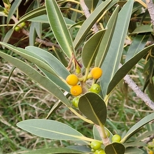 Ficus platypoda at Petermann, NT - 18 Apr 2025 08:50 AM