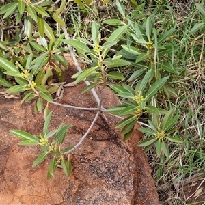 Ficus platypoda at Petermann, NT - 18 Apr 2025 08:50 AM