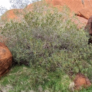 Ficus platypoda at Petermann, NT - 18 Apr 2025 08:50 AM