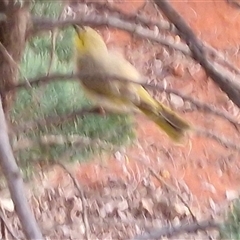Ptilotula penicillata at Yulara, NT - 18 Apr 2025 07:31 AM