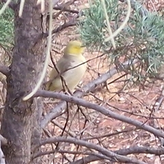 Ptilotula penicillata at Yulara, NT - 18 Apr 2025 07:31 AM