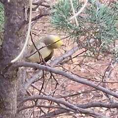Ptilotula penicillata at Yulara, NT - 18 Apr 2025 07:31 AM