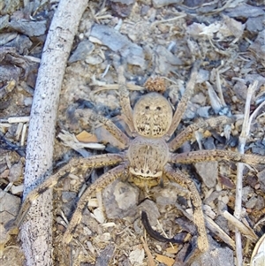 Unverified Other hunting spider at Wirlinga, NSW - Today by RobCook