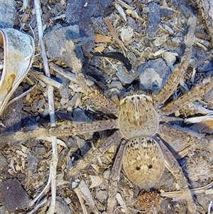 Neosparassus calligaster at Wirlinga, NSW - 18 Apr 2025 10:18 AM