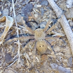 Neosparassus calligaster at Wirlinga, NSW - 18 Apr 2025 10:18 AM