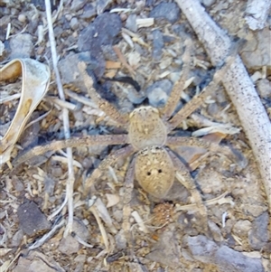 Neosparassus calligaster at Wirlinga, NSW - 18 Apr 2025 10:18 AM