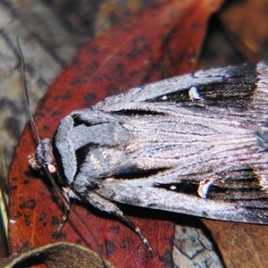 Unverified Noctuoid moth (except Arctiinae) by PJH123
