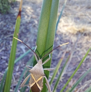 Mictis profana at Wirlinga, NSW - 18 Apr 2025 09:09 AM