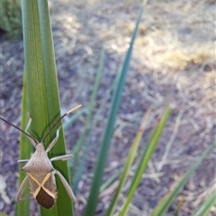 Mictis profana at Wirlinga, NSW - 18 Apr 2025 09:09 AM
