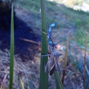 Mictis profana at Wirlinga, NSW - 18 Apr 2025 09:09 AM